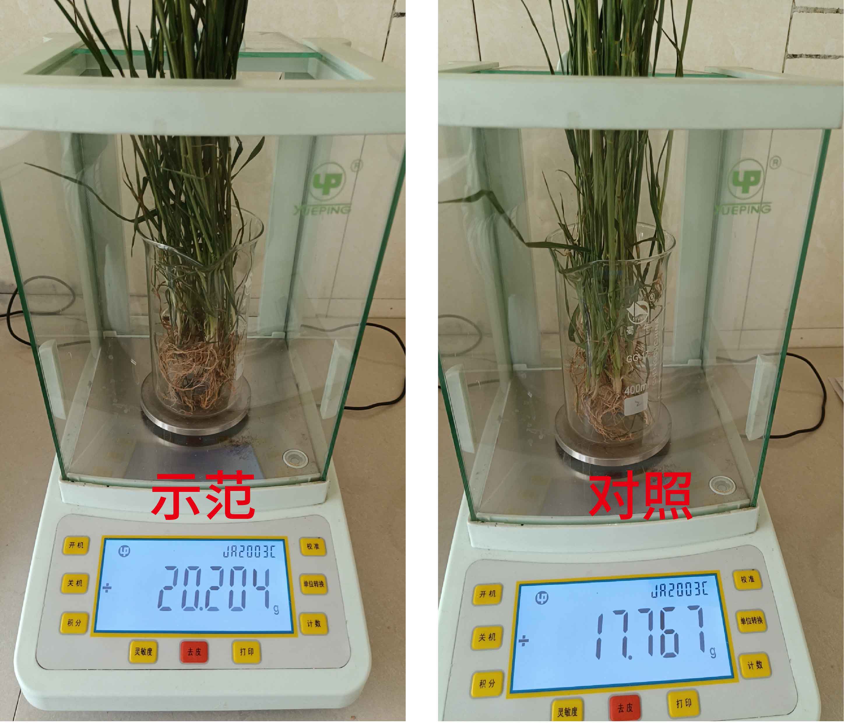 根系干重對(duì)比-01.jpg